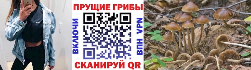 Галлюциногенные грибы Psilocybe  купить закладку  ссылка на мегу   Алушта 